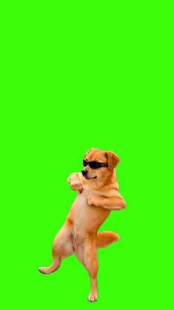 Cachorro/Dog.