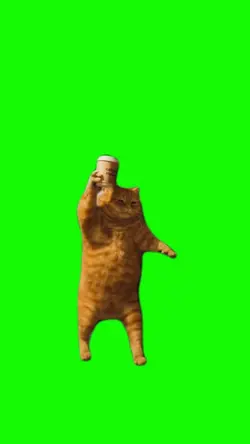 gatito bailando