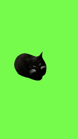 Cat dancing meme 
