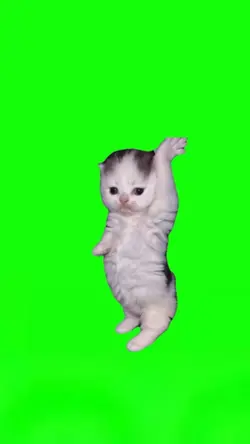 cat dancing