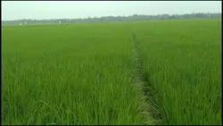 Menyala Bosku
