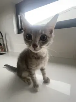 lil peep