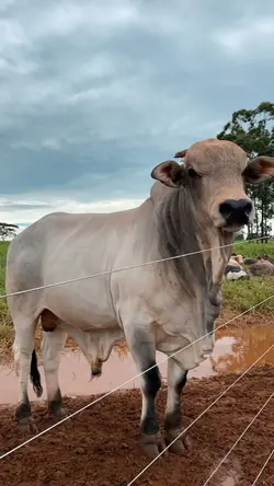 trend qurban