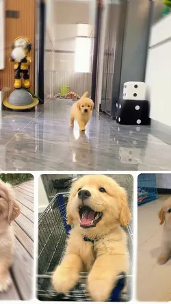 cute dog core