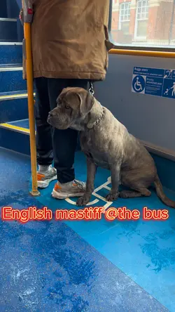 English Mastiff 