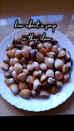 clam