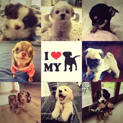 i <3 my dog