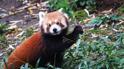 panda templat