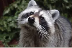 Racoon