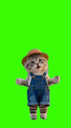 Cat/Gato