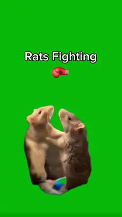 Rats Fighting meme