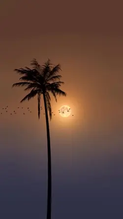7 beautiful videos 