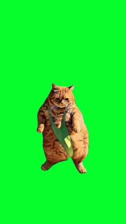 cat dancing
