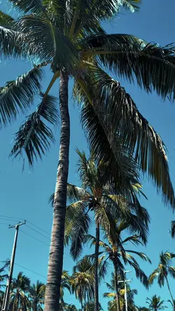 Passeio no gunga 