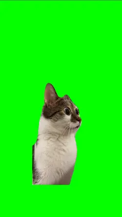 CONFUSED CAT