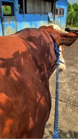 Sapi Qurban 
