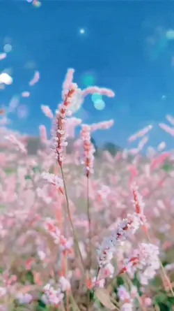 Bubble Flowers Vlog
