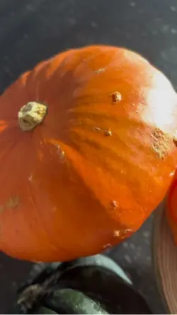 Pumpkin seaso