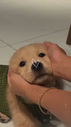 My dog