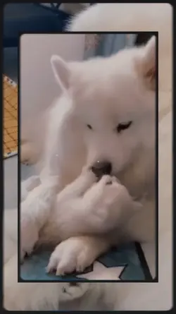 Cat n' Dog