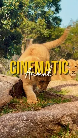 CINEMATIC ANIMAL