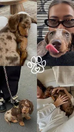 Dog Dump 🤍