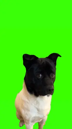 dog cry