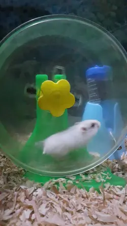 Hamster main kincir