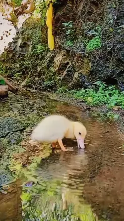 BebekAestettttttTiC
