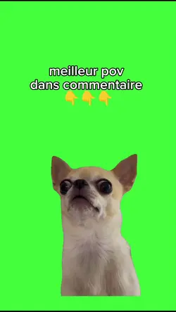 meme chien 
