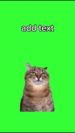 meme chats 