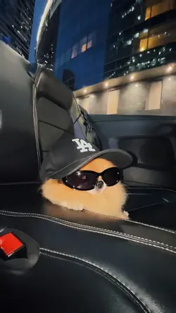 Rich pet