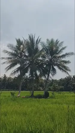 Astetik nih