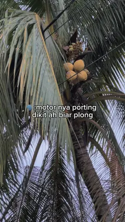Porting dikit