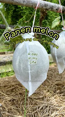 Panen Melon