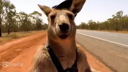 Roo Vlogs