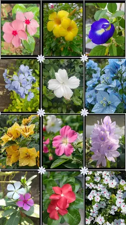 Spring flowers snaps