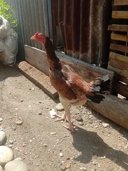 foto ayam kece