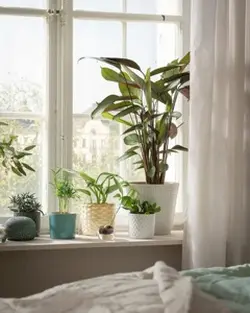 10 Plants for Home