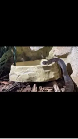 Le serpent 