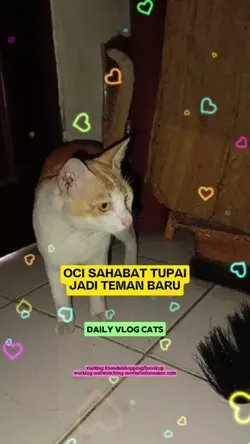 oci sahabat tupai