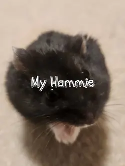 My Hamster