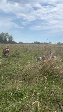 Dogs gone Wild