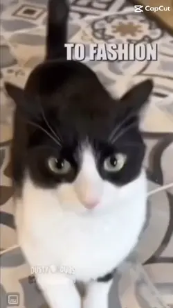 Paw Enforcement Pt.2