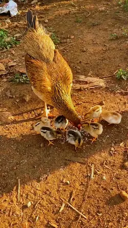 Về quê bình yên