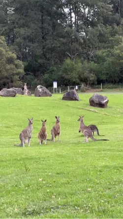 Kangaroo
