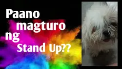 stand up