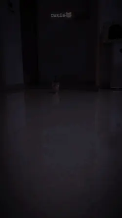 slowmotion cat