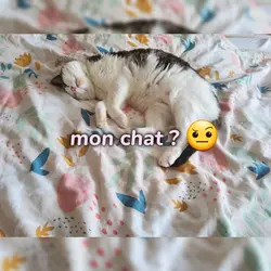 mon chat ;-;