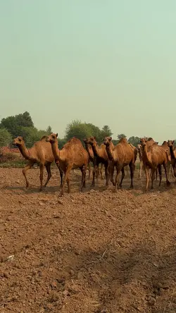 Punjab